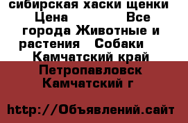 сибирская хаски щенки › Цена ­ 10 000 - Все города Животные и растения » Собаки   . Камчатский край,Петропавловск-Камчатский г.